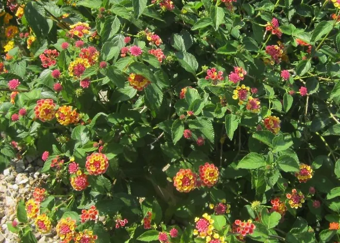 Appartement Mit Wasserblick By Interhome Capoliveri (Isola d'Elba)