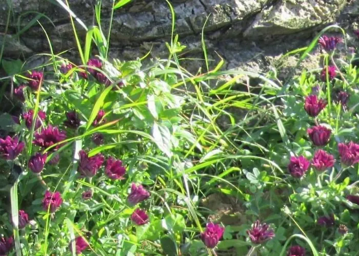 Mit Wasserblick By Interhome Capoliveri (Isola d'Elba)