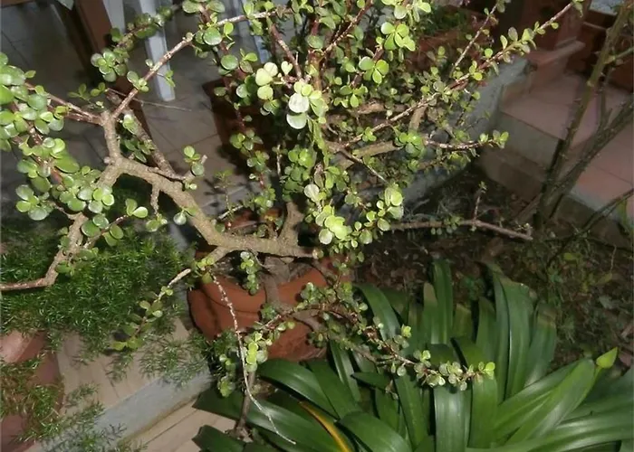 Mit Wasserblick By Interhome Capoliveri (Isola d'Elba)